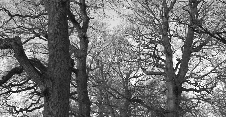 Winter oaks