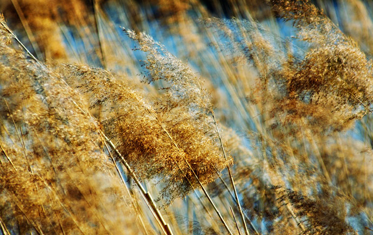 In the reeds
