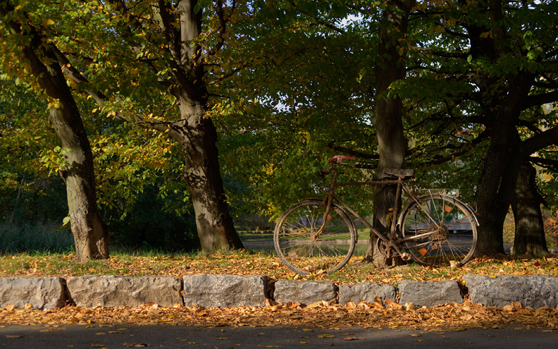 Bike against tree