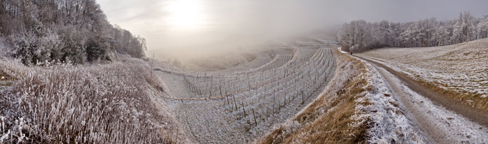 Frosty vineyards