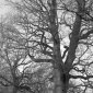 Winter oaks