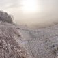 Frosty vineyards